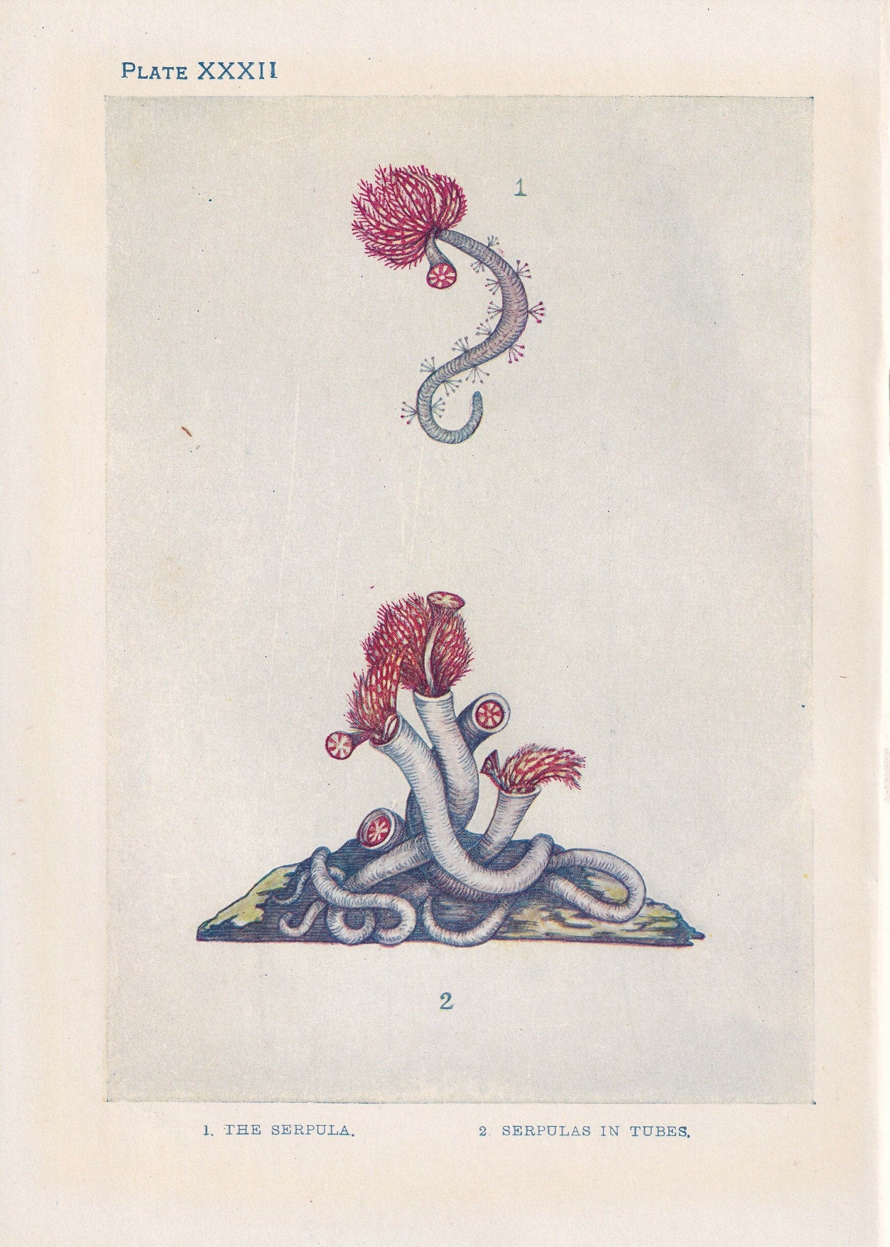 1907 SERPULA Print - Original Antique Marine Print - Sea Life Print - Sea Life Print - 116 Years Old - 6.15 x 4.25 Inches