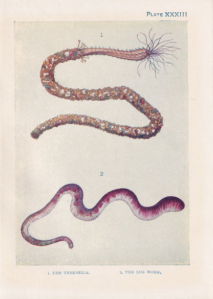 1907 SEA WORMS Print - Original Antique Marine Print - Sea Life Print - Sea Life Print - 116 Years Old - 6.15 x 4.25 Inches