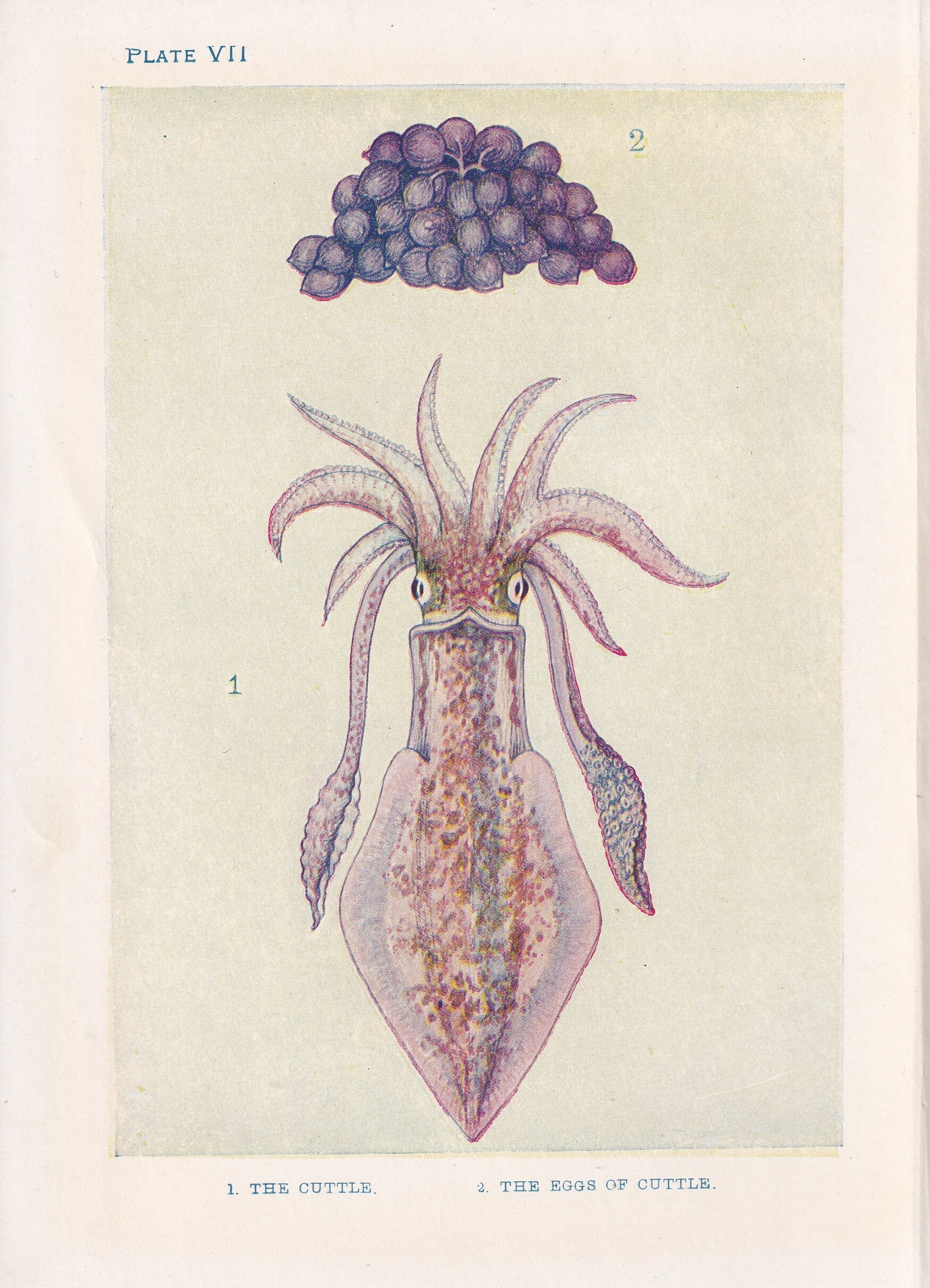 1907 CUTTLEFISH Print - Original Antique Fish Print - Sea Life Print - Cuttlefish Wall Art - 116 Years Old - 6.15 x 4.25 Inches