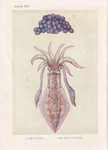 1907 CUTTLEFISH Print - Original Antique Fish Print - Sea Life Print - Cuttlefish Wall Art - 116 Years Old - 6.15 x 4.25 Inches