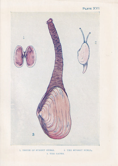 1907 SEA SHELLS Print - Original Antique Marine Print - Sea Life Print - Sea Life Print - 116 Years Old - 6.15 x 4.25 Inches