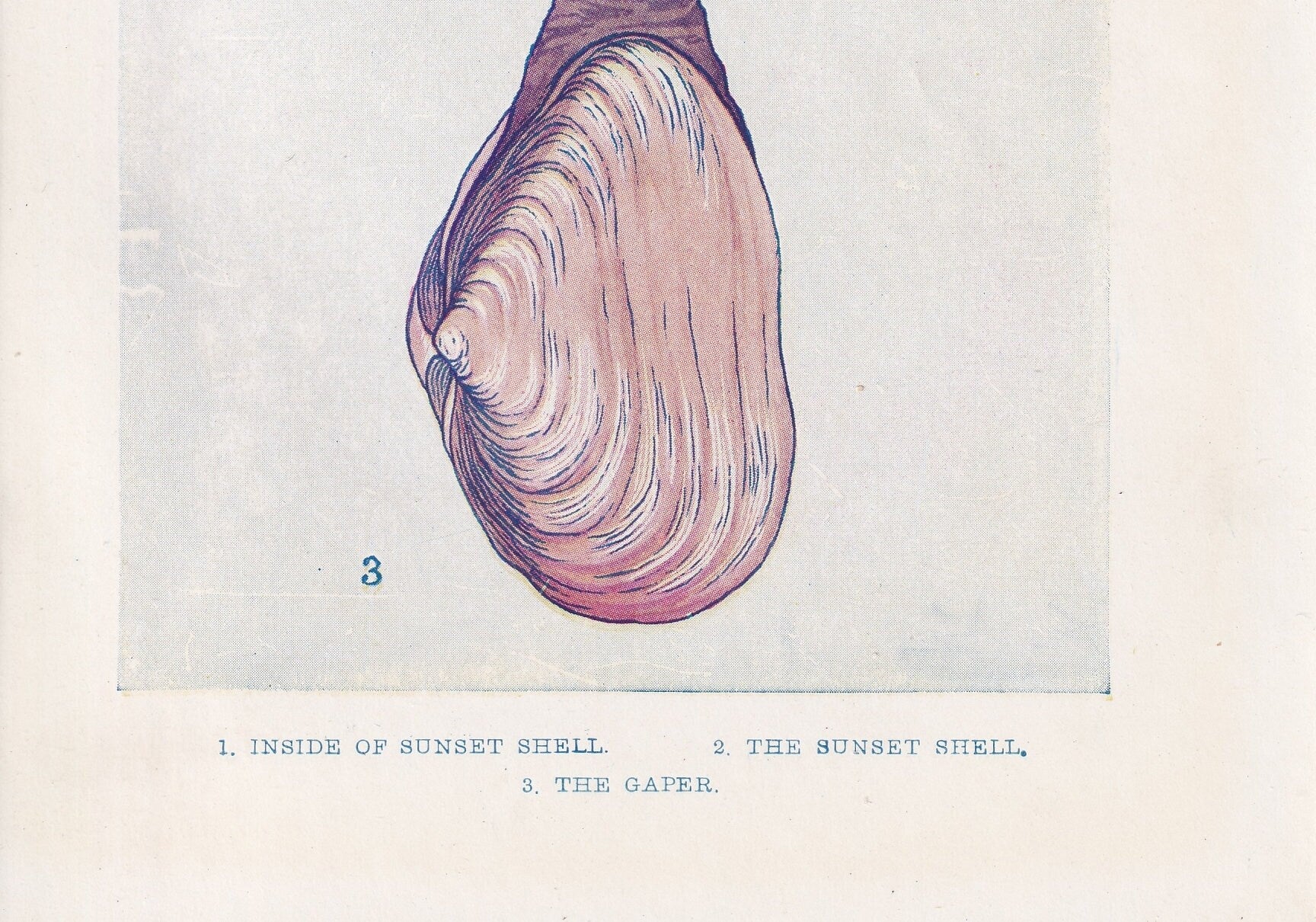 1907 SEA SHELLS Print - Original Antique Marine Print - Sea Life Print - Sea Life Print - 116 Years Old - 6.15 x 4.25 Inches