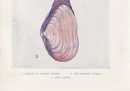 1907 SEA SHELLS Print - Original Antique Marine Print - Sea Life Print - Sea Life Print - 116 Years Old - 6.15 x 4.25 Inches