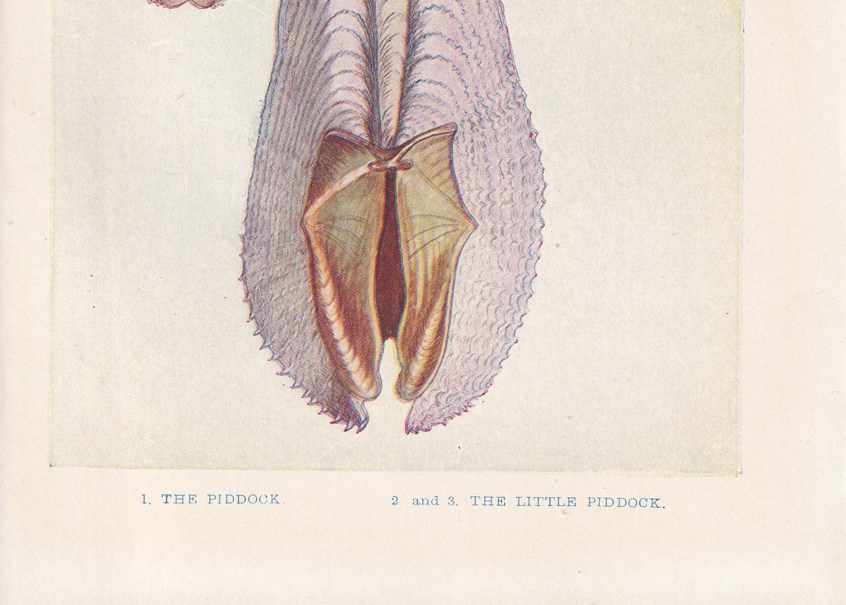 1907 PIDDOCK Print - Original Antique Marine Print - Sea Life Print - Sea Life Print - 116 Years Old - 6.15 x 4.25 Inches