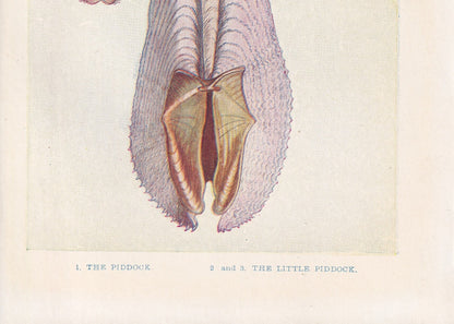 1907 PIDDOCK Print - Original Antique Marine Print - Sea Life Print - Sea Life Print - 116 Years Old - 6.15 x 4.25 Inches