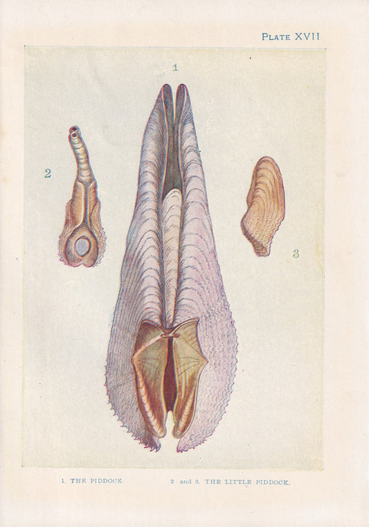 1907 PIDDOCK Print - Original Antique Marine Print - Sea Life Print - Sea Life Print - 116 Years Old - 6.15 x 4.25 Inches