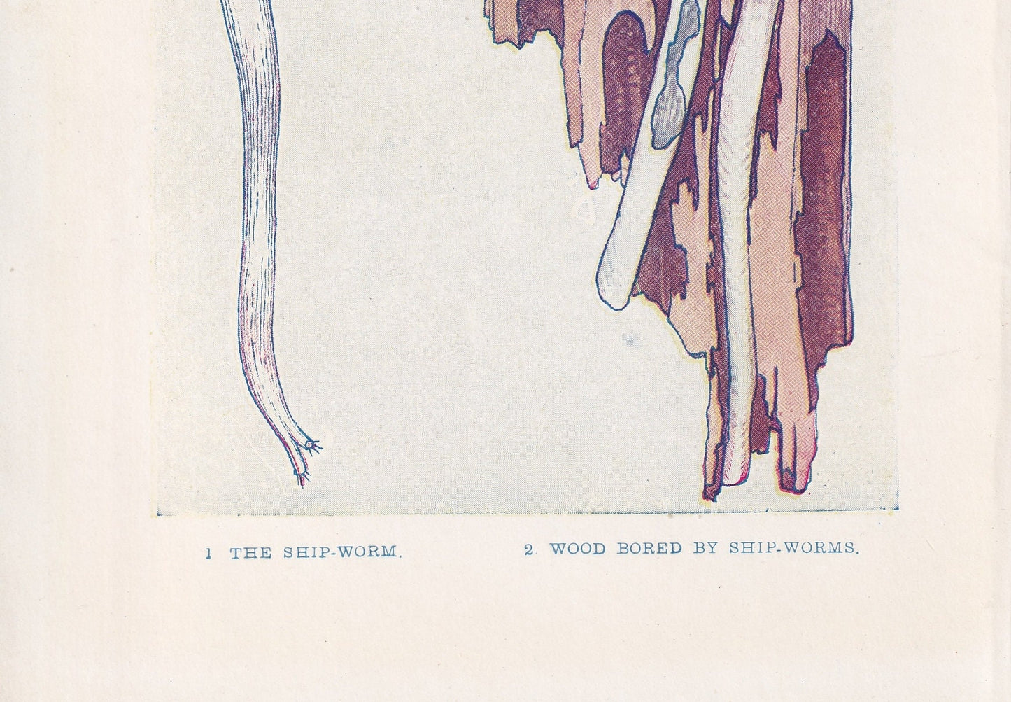 1907 SEA WORMS Print - Original Antique Marine Print - Sea Life Print - Sea Life Print - 116 Years Old - 6.15 x 4.25 Inches