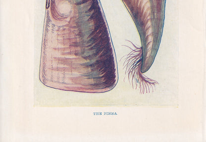 1907 PINNA Print - Original Antique Marine Print - Sea Shells Print - Sea Life Print - 116 Years Old - 6.15 x 4.25 Inches
