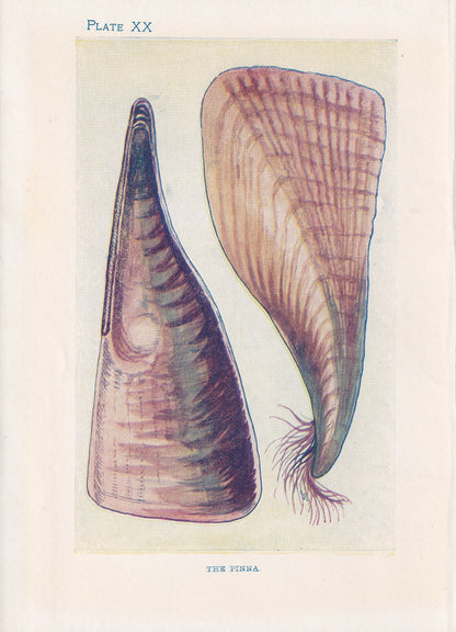1907 PINNA Print - Original Antique Marine Print - Sea Shells Print - Sea Life Print - 116 Years Old - 6.15 x 4.25 Inches