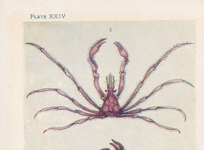 1907 SPIDER CRAB Print - Original Antique Marine Print - Crab Print - Sea Life Print - 116 Years Old - 6.15 x 4.25 Inches