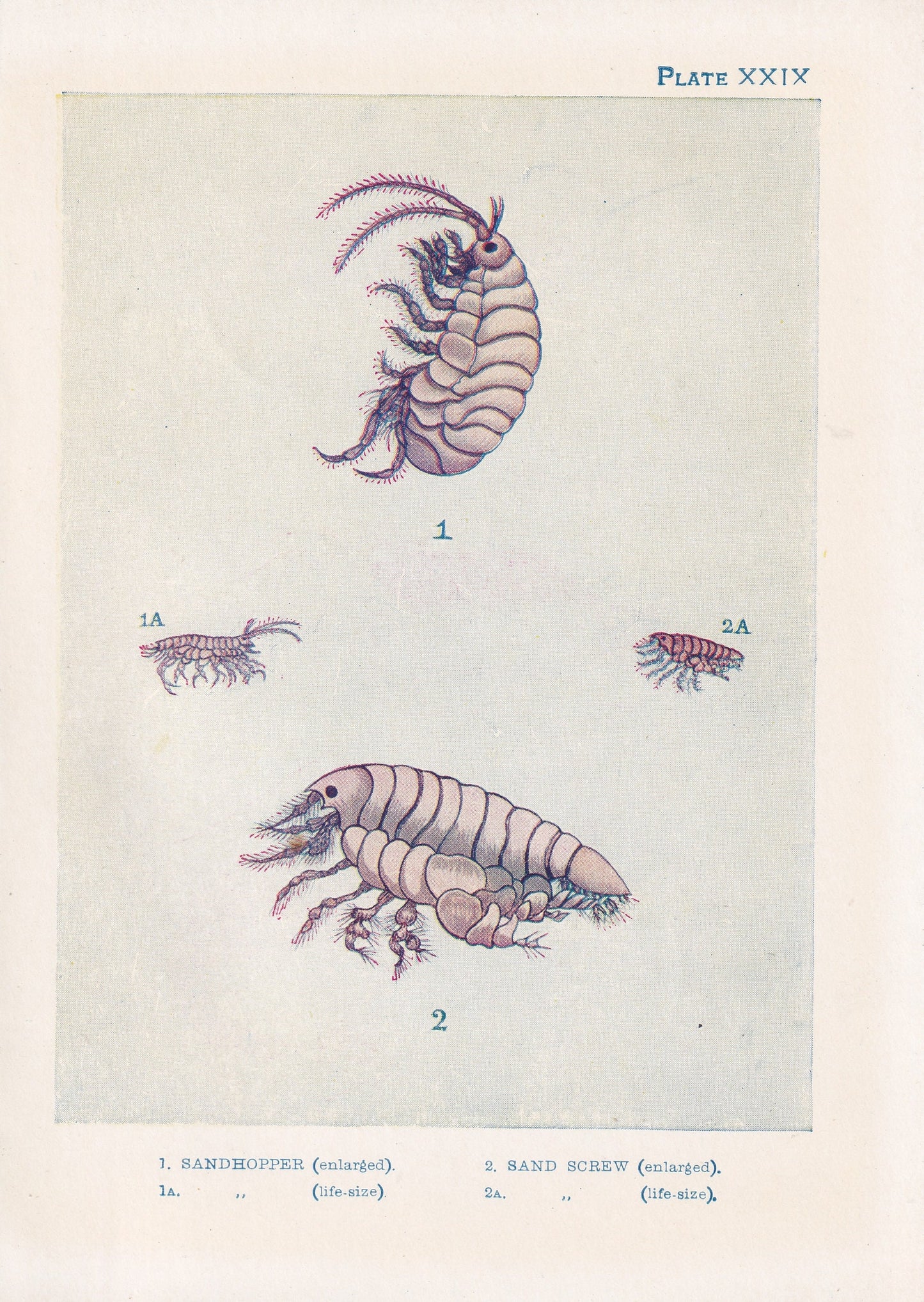 1907 SANDHOPPER Print - Original Antique Marine Print - Sea Shells Print - Sea Life Print - 116 Years Old - 6.15 x 4.25 Inches