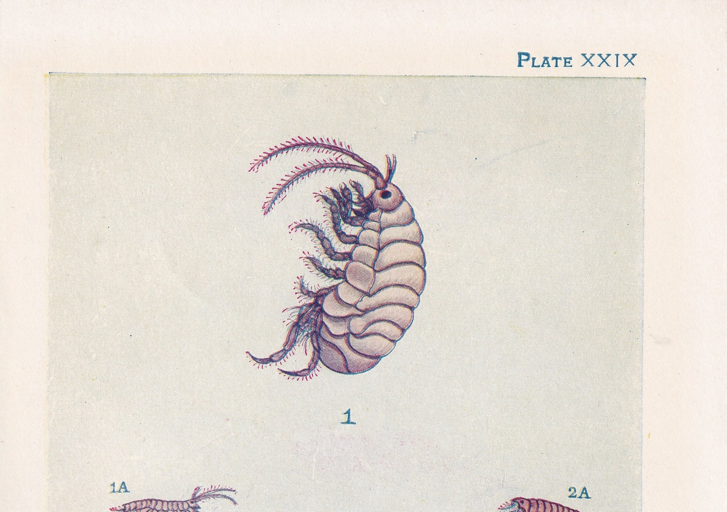 1907 SANDHOPPER Print - Original Antique Marine Print - Sea Shells Print - Sea Life Print - 116 Years Old - 6.15 x 4.25 Inches