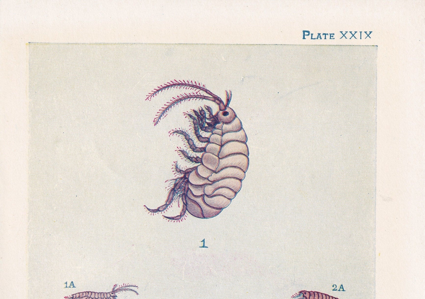 1907 SANDHOPPER Print - Original Antique Marine Print - Sea Shells Print - Sea Life Print - 116 Years Old - 6.15 x 4.25 Inches