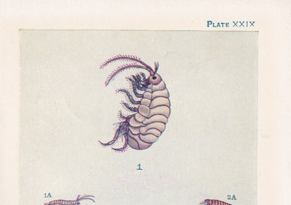 1907 SANDHOPPER Print - Original Antique Marine Print - Sea Shells Print - Sea Life Print - 116 Years Old - 6.15 x 4.25 Inches