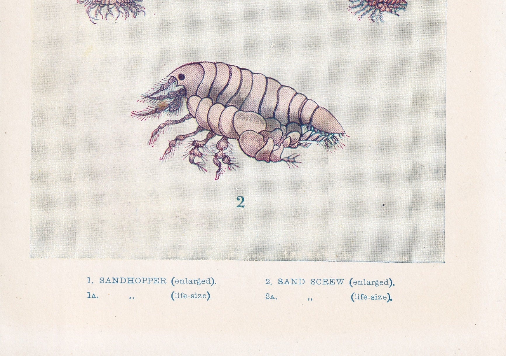 1907 SANDHOPPER Print - Original Antique Marine Print - Sea Shells Print - Sea Life Print - 116 Years Old - 6.15 x 4.25 Inches