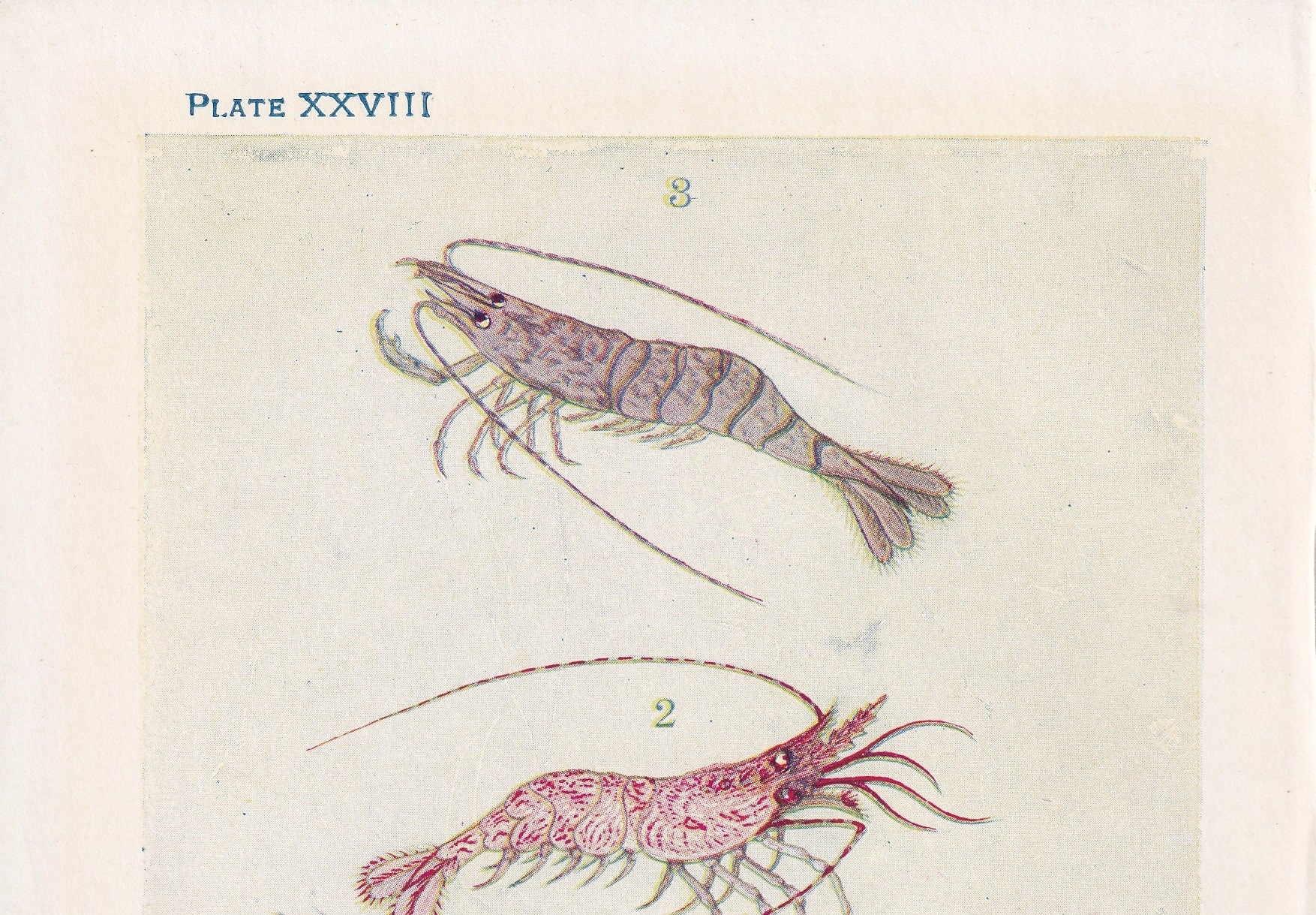 1907 SHRIMP Print - Original Antique Marine Print - Shrimp Wall Art - Sea Life Print - 116 Years Old - 6.15 x 4.25 Inches