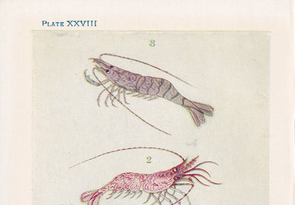 1907 SHRIMP Print - Original Antique Marine Print - Shrimp Wall Art - Sea Life Print - 116 Years Old - 6.15 x 4.25 Inches