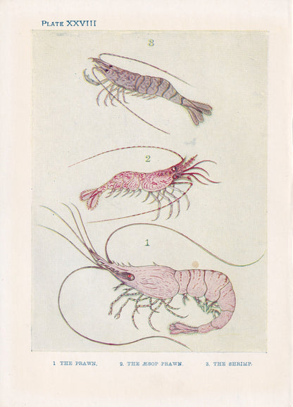 1907 SHRIMP Print - Original Antique Marine Print - Shrimp Wall Art - Sea Life Print - 116 Years Old - 6.15 x 4.25 Inches