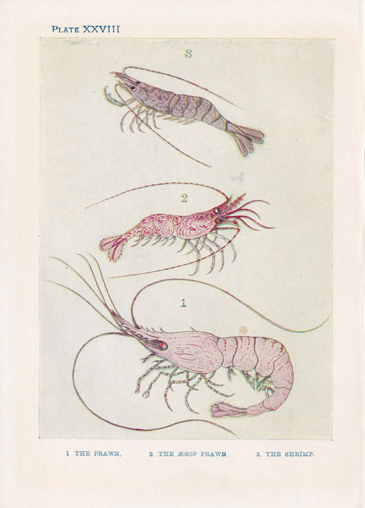 1907 SHRIMP Print - Original Antique Marine Print - Shrimp Wall Art - Sea Life Print - 116 Years Old - 6.15 x 4.25 Inches