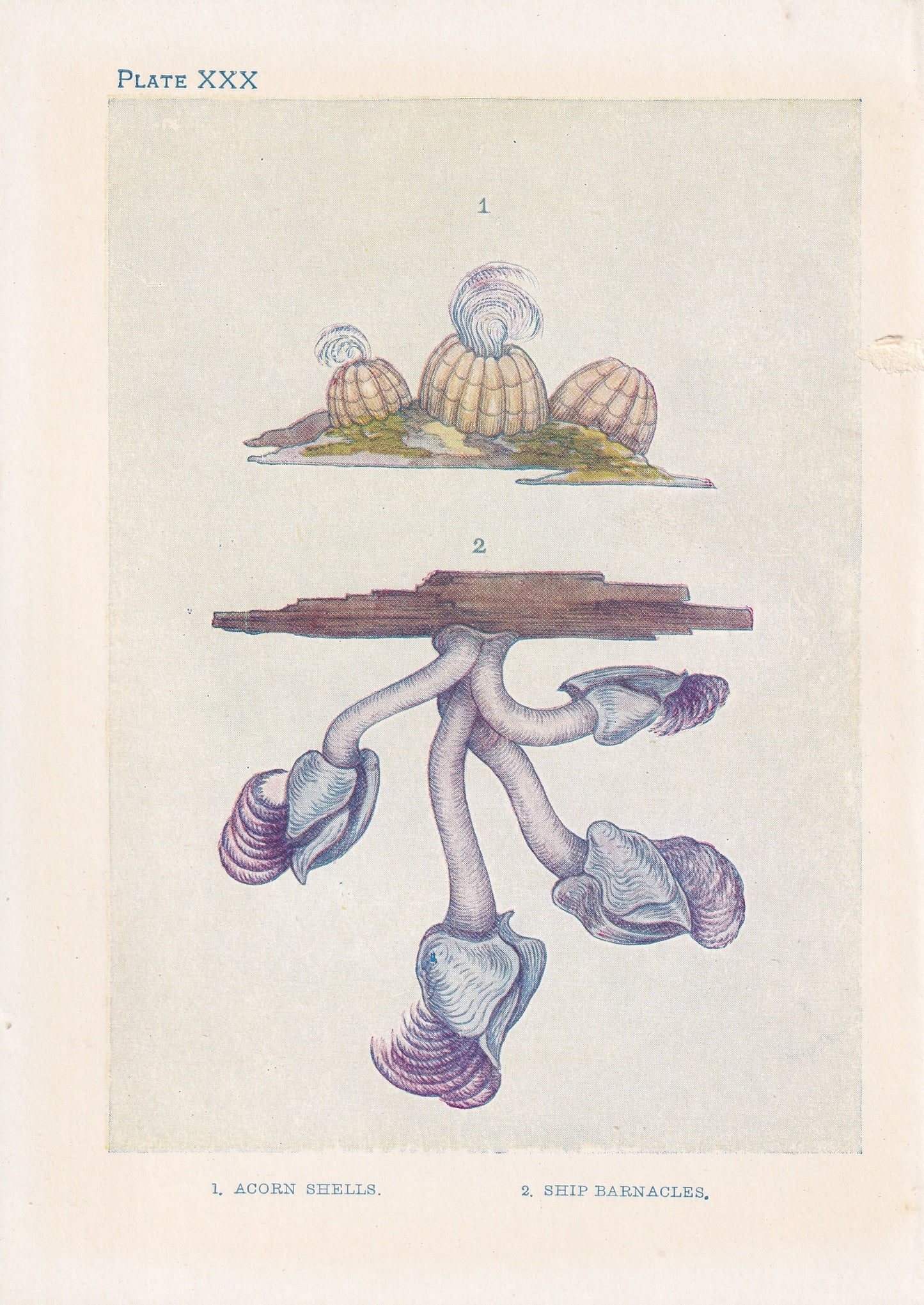 1907 BARNACLE SHELLS Print - Original Antique Marine Print - Sea Shells Print - Sea Life Print - 116 Years Old - 6.15 x 4.25 Inches