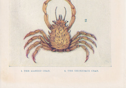 1907 CRAB Print - Original Antique Marine Print - Crab Wall Art - Sea Life Print - 116 Years Old - 6.15 x 4.25 Inches