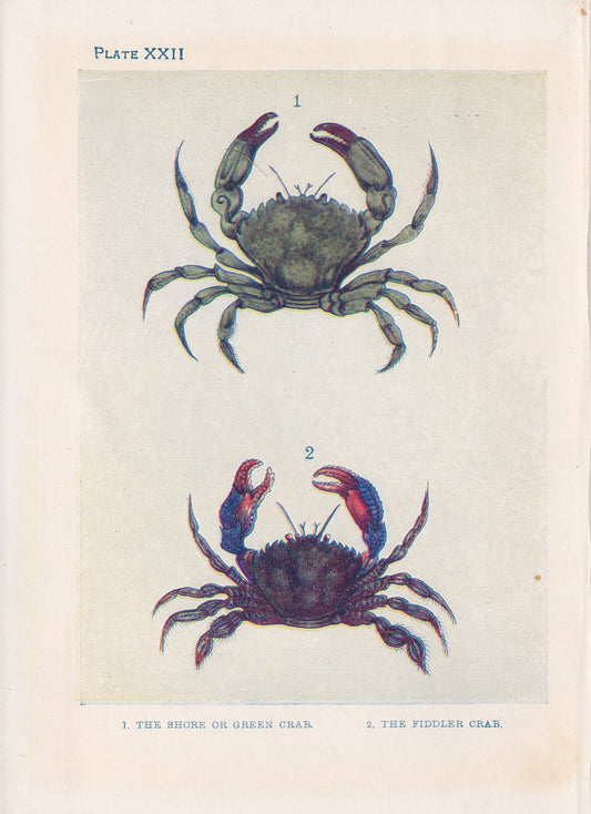 1907 CRAB Print - Original Antique Marine Print - Crab Wall Art - Sea Life Print - 116 Years Old - 6.15 x 4.25 Inches