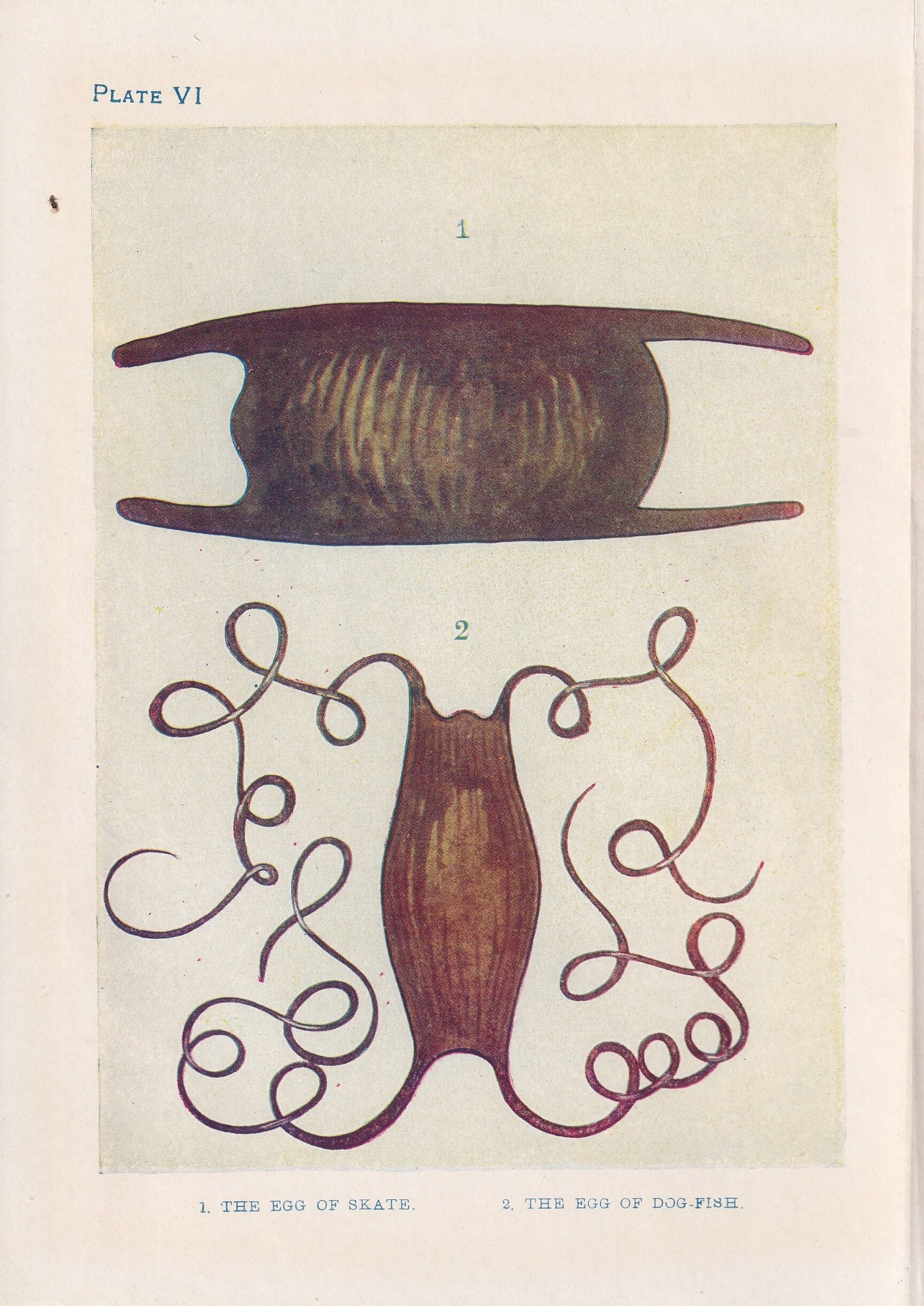 1907 SKATE & DOGFISH EGGS Print - Original Antique Marine Print - Crab Wall Art - Sea Life Print - 116 Years Old - 6.15 x 4.25 Inches