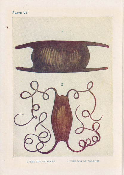 1907 SKATE & DOGFISH EGGS Print - Original Antique Marine Print - Crab Wall Art - Sea Life Print - 116 Years Old - 6.15 x 4.25 Inches