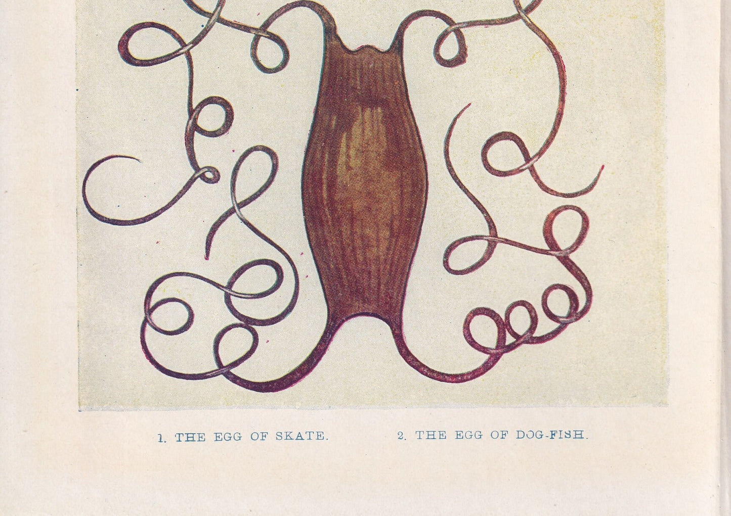 1907 SKATE & DOGFISH EGGS Print - Original Antique Marine Print - Crab Wall Art - Sea Life Print - 116 Years Old - 6.15 x 4.25 Inches