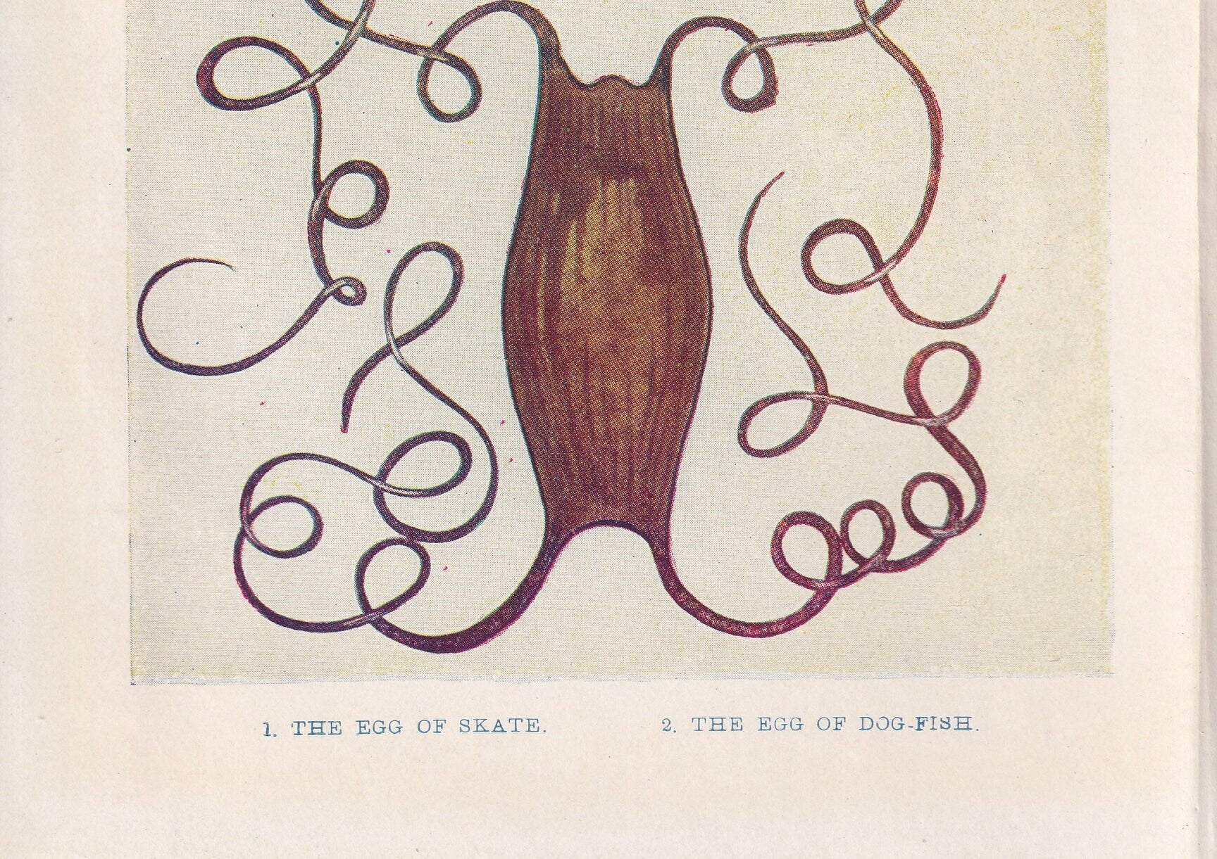 1907 SKATE & DOGFISH EGGS Print - Original Antique Marine Print - Crab Wall Art - Sea Life Print - 116 Years Old - 6.15 x 4.25 Inches