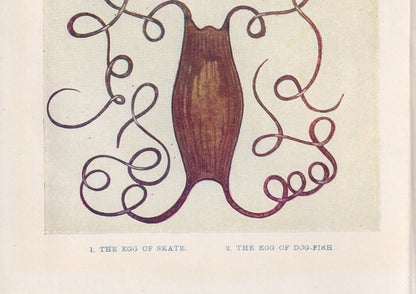 1907 SKATE & DOGFISH EGGS Print - Original Antique Marine Print - Crab Wall Art - Sea Life Print - 116 Years Old - 6.15 x 4.25 Inches