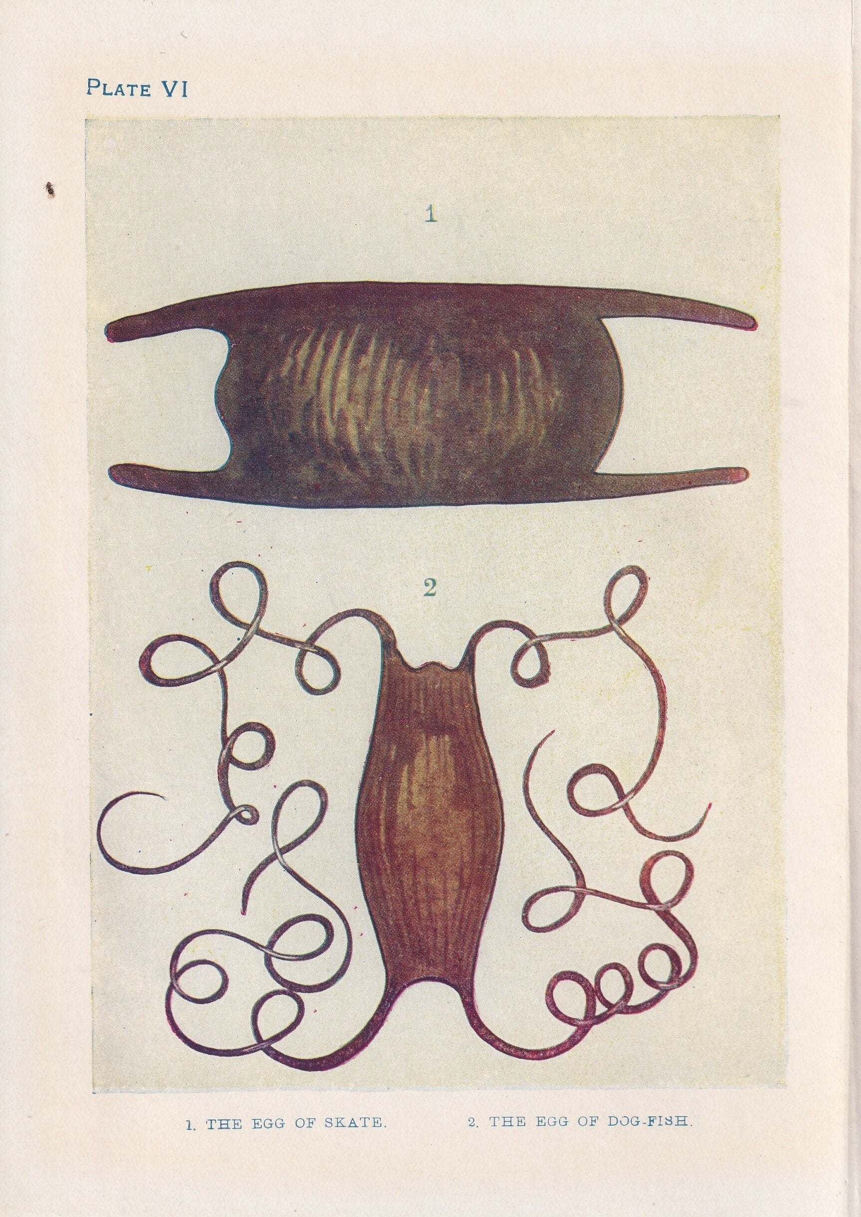 1907 SKATE & DOGFISH EGGS Print - Original Antique Marine Print - Crab Wall Art - Sea Life Print - 116 Years Old - 6.15 x 4.25 Inches