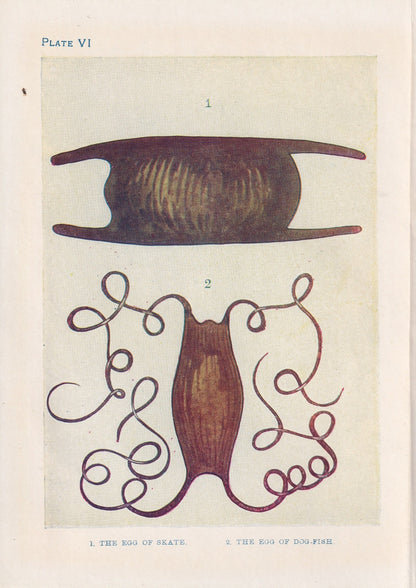 1907 SKATE & DOGFISH EGGS Print - Original Antique Marine Print - Crab Wall Art - Sea Life Print - 116 Years Old - 6.15 x 4.25 Inches