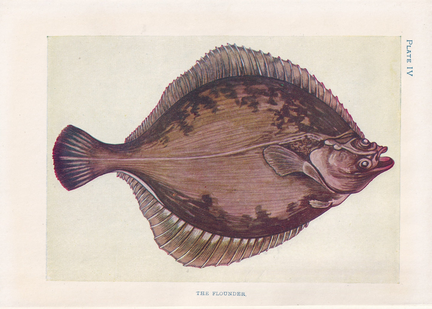 1907 FLOUNDER FISH Print - Original Antique Marine Print - Fish Wall Art - Sea Life Print - 116 Years Old - 6.15 x 4.25 Inches