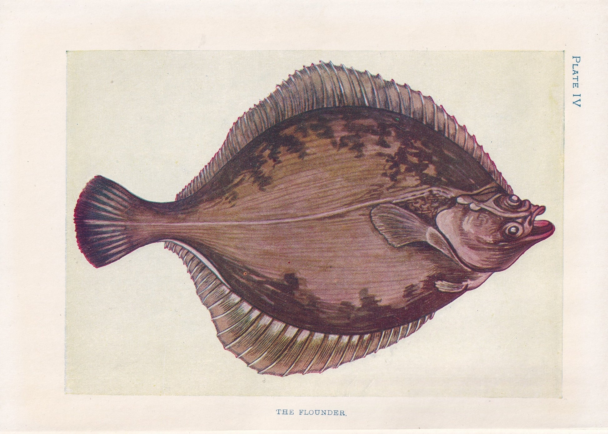 1907 FLOUNDER FISH Print - Original Antique Marine Print - Fish Wall Art - Sea Life Print - 116 Years Old - 6.15 x 4.25 Inches