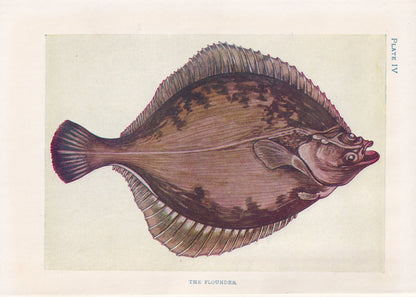1907 FLOUNDER FISH Print - Original Antique Marine Print - Fish Wall Art - Sea Life Print - 116 Years Old - 6.15 x 4.25 Inches