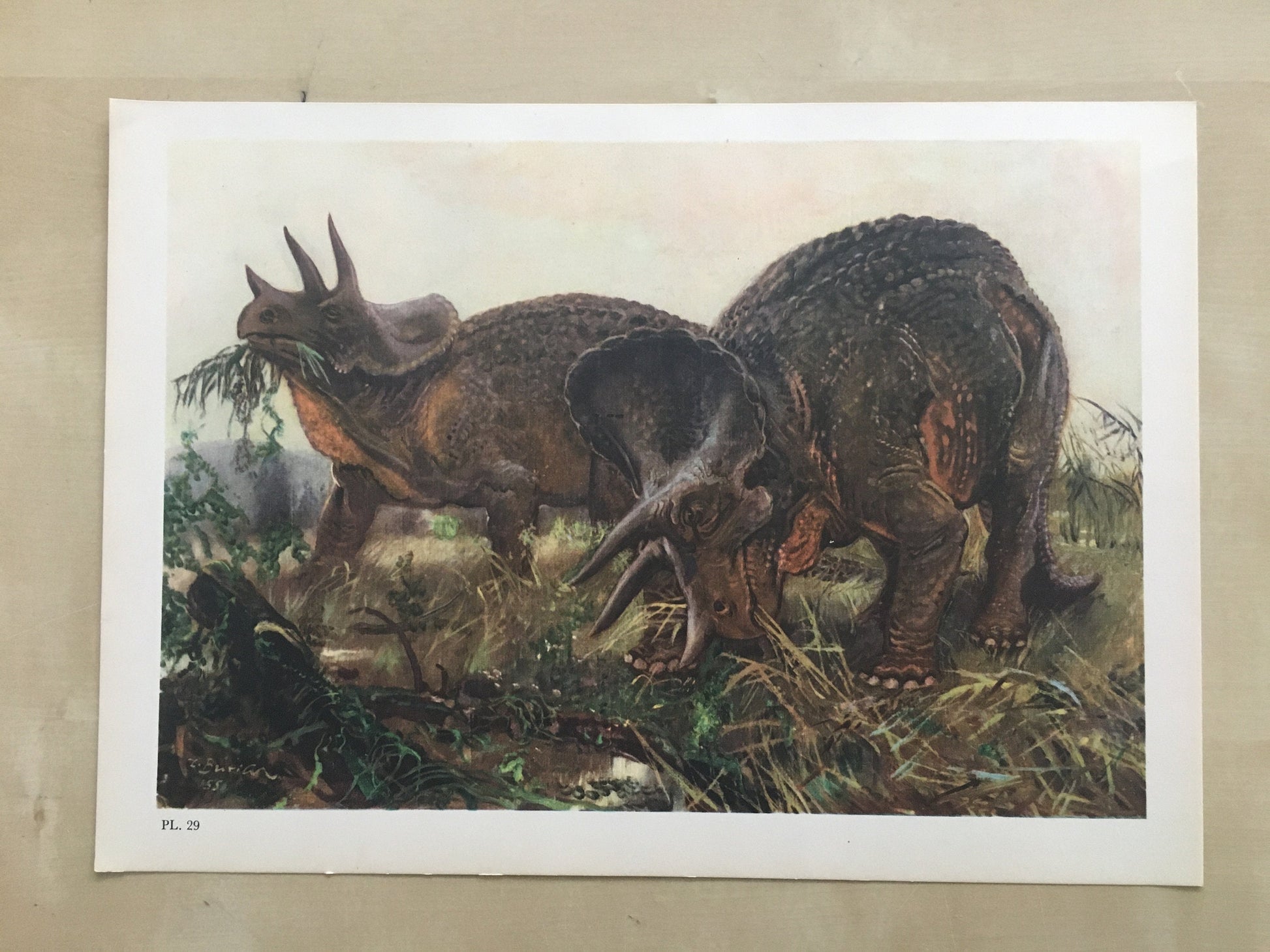 1960 TRICERATOPS DINOSAUR Print - Prehistoric Animals Print - Paleoart - Dinosaur Decoration - 63 Years Old - 13.5 x 9.75 Inches