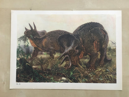 1960 TRICERATOPS DINOSAUR Print - Prehistoric Animals Print - Paleoart - Dinosaur Decoration - 63 Years Old - 13.5 x 9.75 Inches