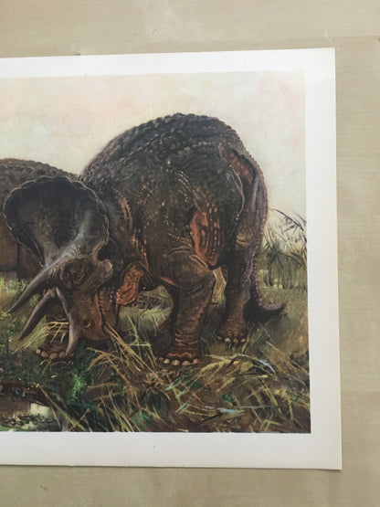 1960 TRICERATOPS DINOSAUR Print - Prehistoric Animals Print - Paleoart - Dinosaur Decoration - 63 Years Old - 13.5 x 9.75 Inches