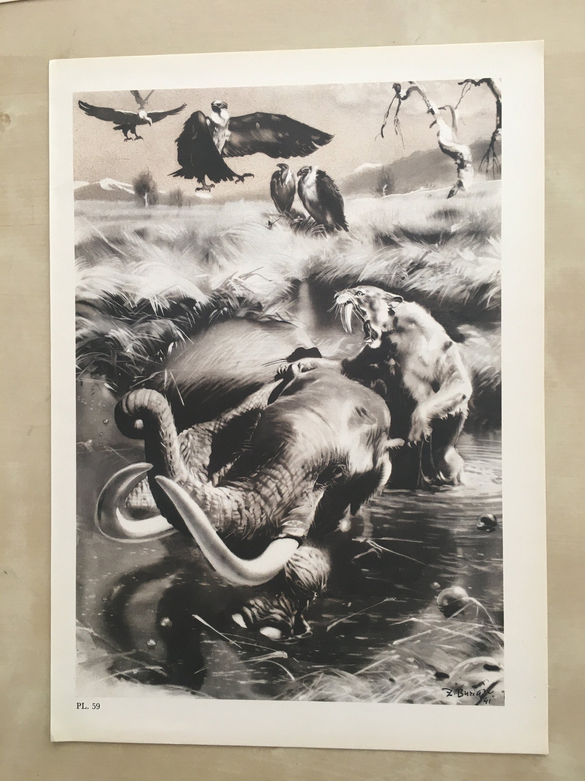 1960 SMILODON vs MAMMOTH Print - Prehistoric Animals Print - Paleoart - Sabre-Toothed Tiger - 63 Years Old - 13.5 x 9.75 Inches