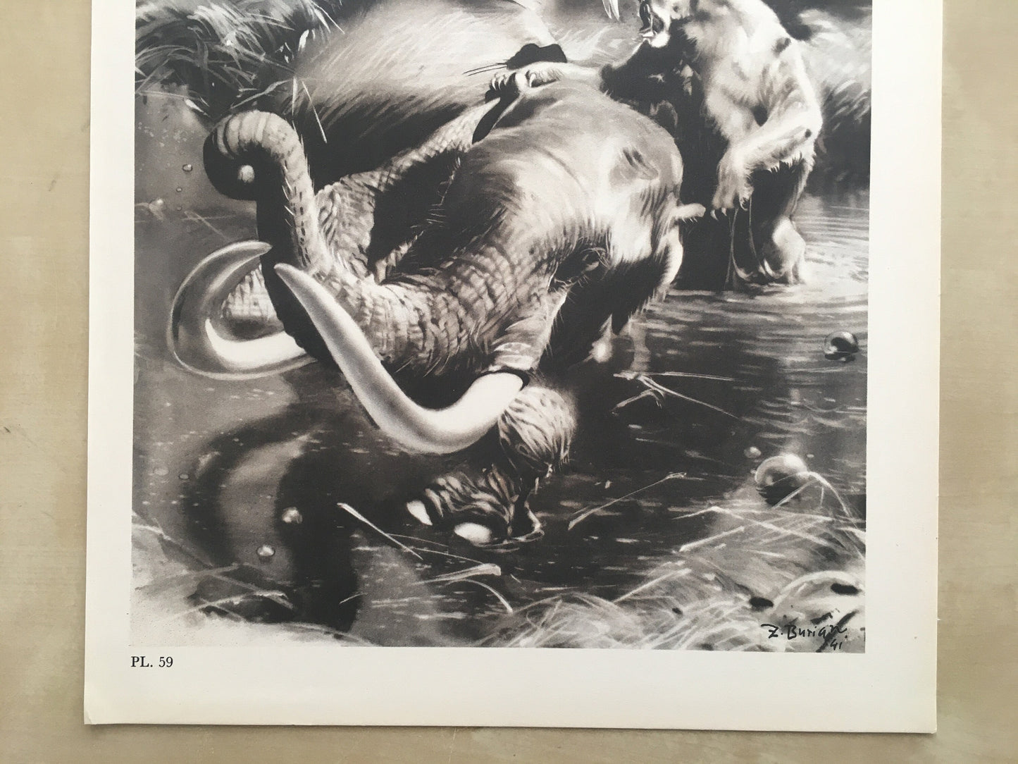 1960 SMILODON vs MAMMOTH Print - Prehistoric Animals Print - Paleoart - Sabre-Toothed Tiger - 63 Years Old - 13.5 x 9.75 Inches