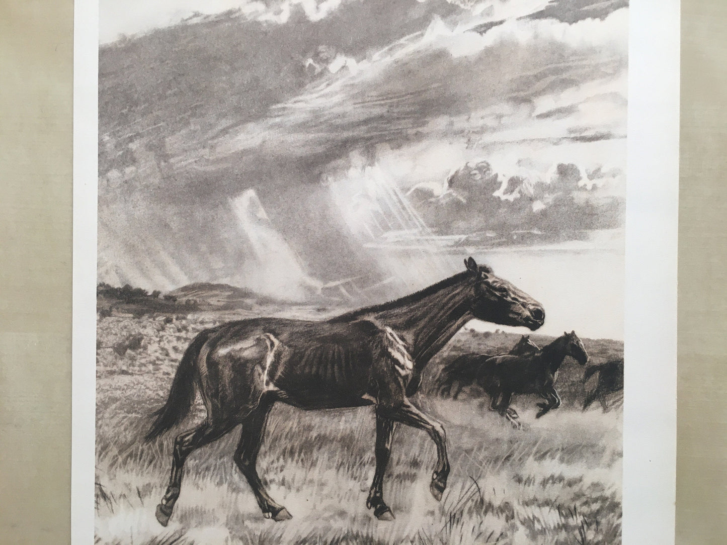 1960 MERYCHIPPUS Print - Prehistoric Animals Print - Paleoart - Eocene Horse - 63 Years Old - 13.5 x 9.75 Inches
