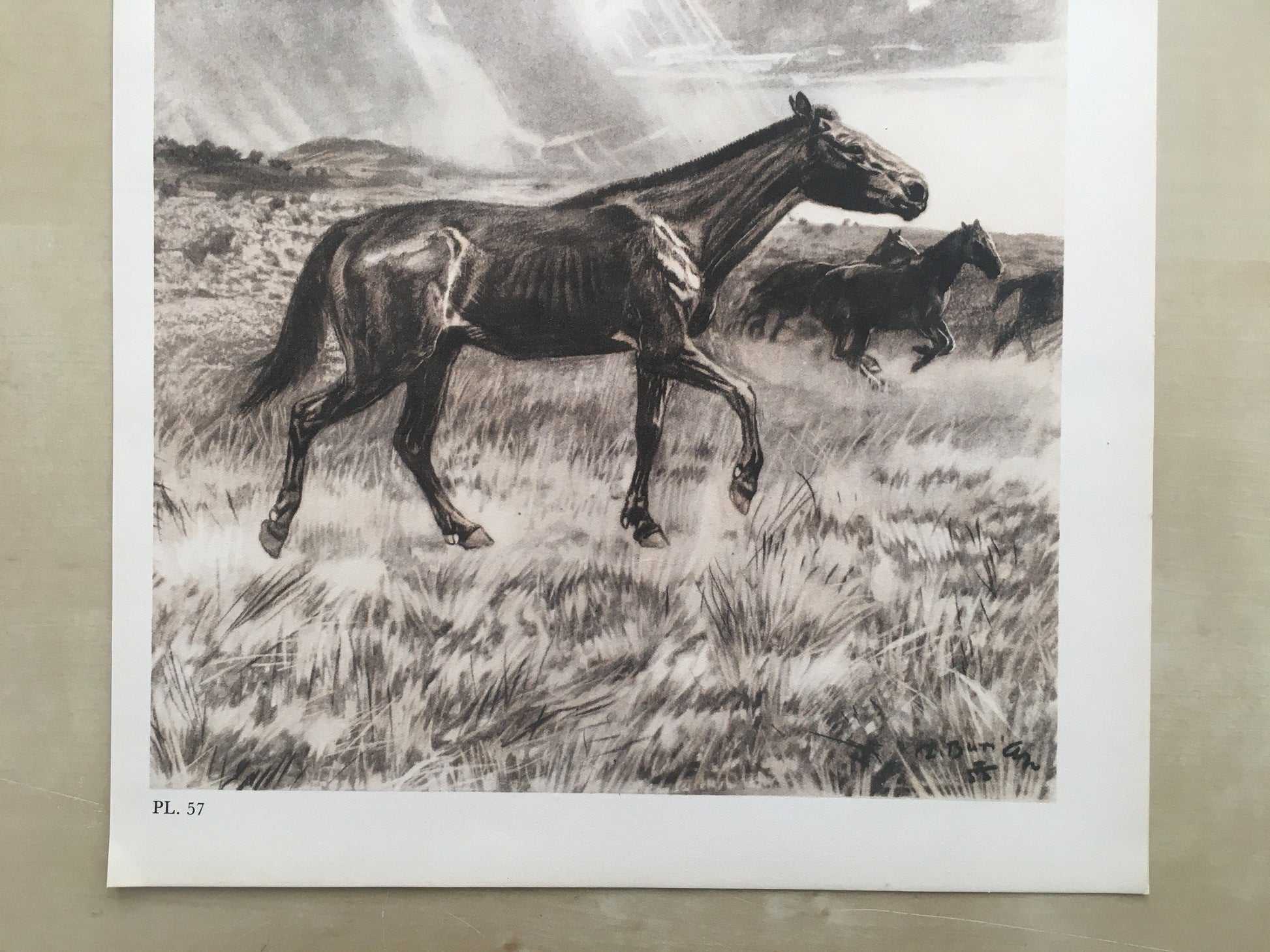 1960 MERYCHIPPUS Print - Prehistoric Animals Print - Paleoart - Eocene Horse - 63 Years Old - 13.5 x 9.75 Inches