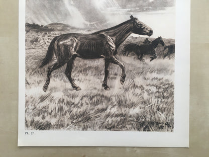 1960 MERYCHIPPUS Print - Prehistoric Animals Print - Paleoart - Eocene Horse - 63 Years Old - 13.5 x 9.75 Inches
