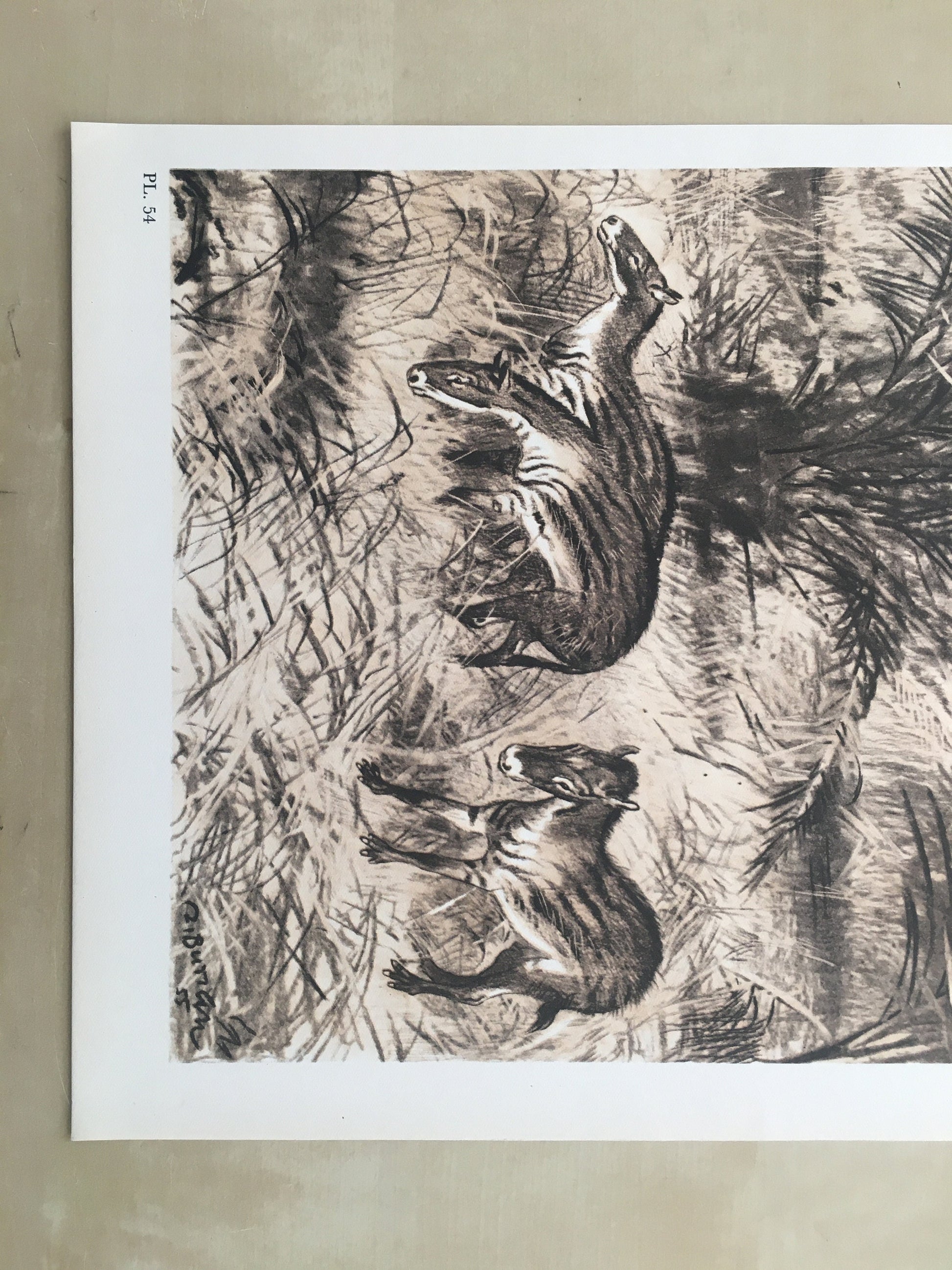 1960 EOHIPPUS Print - Prehistoric Animals Print - Paleoart - Eocene Horse - Eohippus Art - 63 Years Old - 13.5 x 9.75 Inches