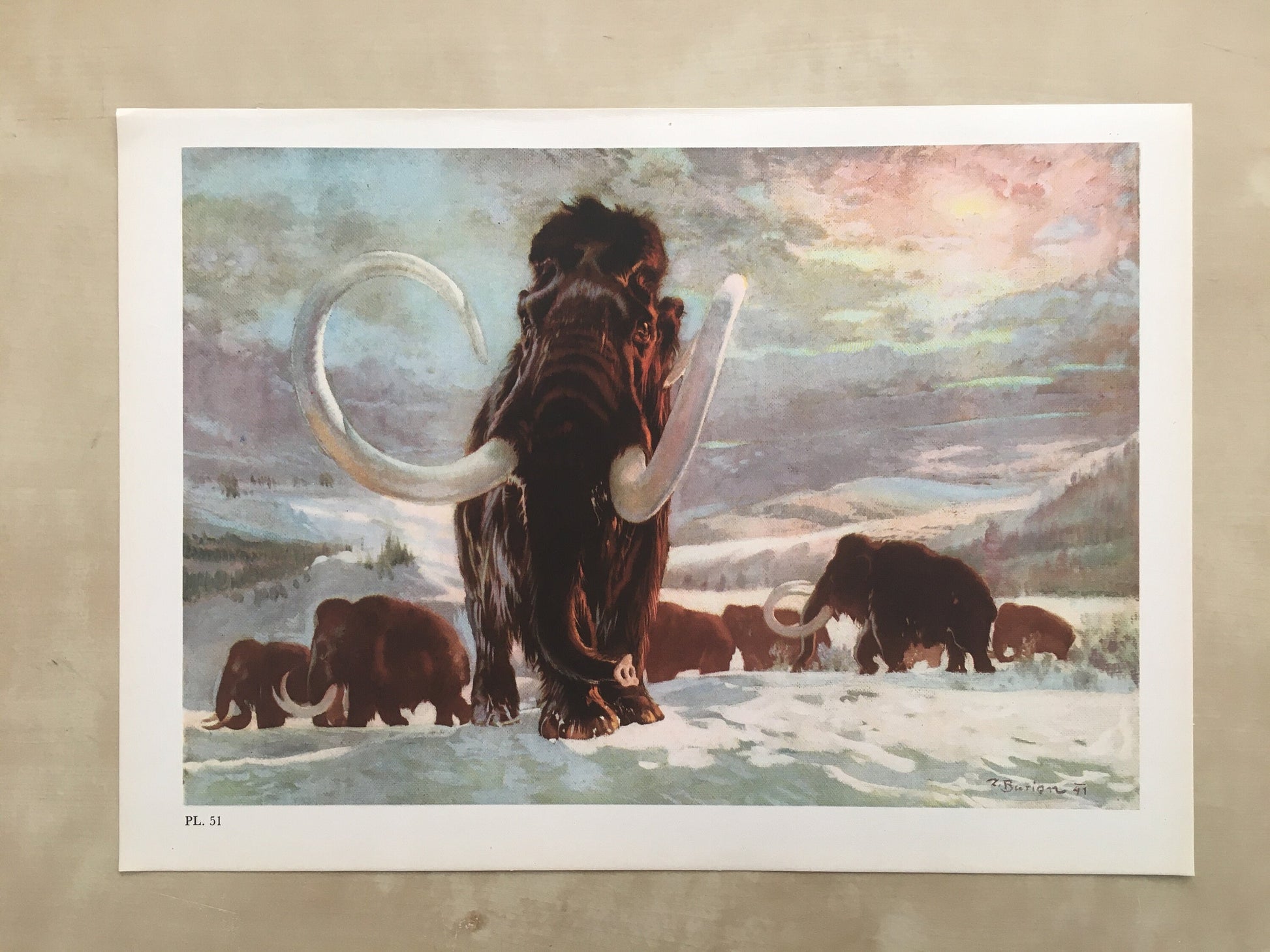 1960 WOOLLY MAMMOTH Print - Prehistoric Animals Print - Paleoart - Mammoth Wall Art - 63 Years Old - 13.5 x 9.75 Inches