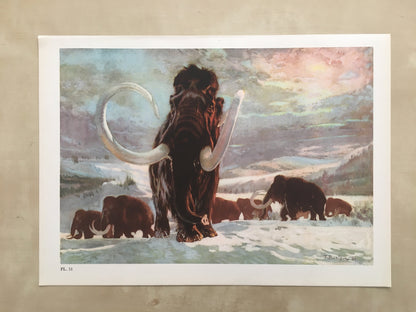 1960 WOOLLY MAMMOTH Print - Prehistoric Animals Print - Paleoart - Mammoth Wall Art - 63 Years Old - 13.5 x 9.75 Inches