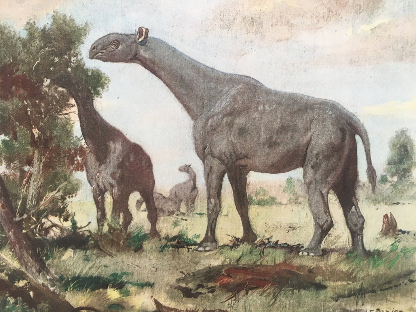 1960 INDRICOTHERIUM Print - Prehistoric Animals Print - Paleoart - Cave Man Art - Hornless Rhino - 63 Years Old - 13.5 x 9.75 Inches