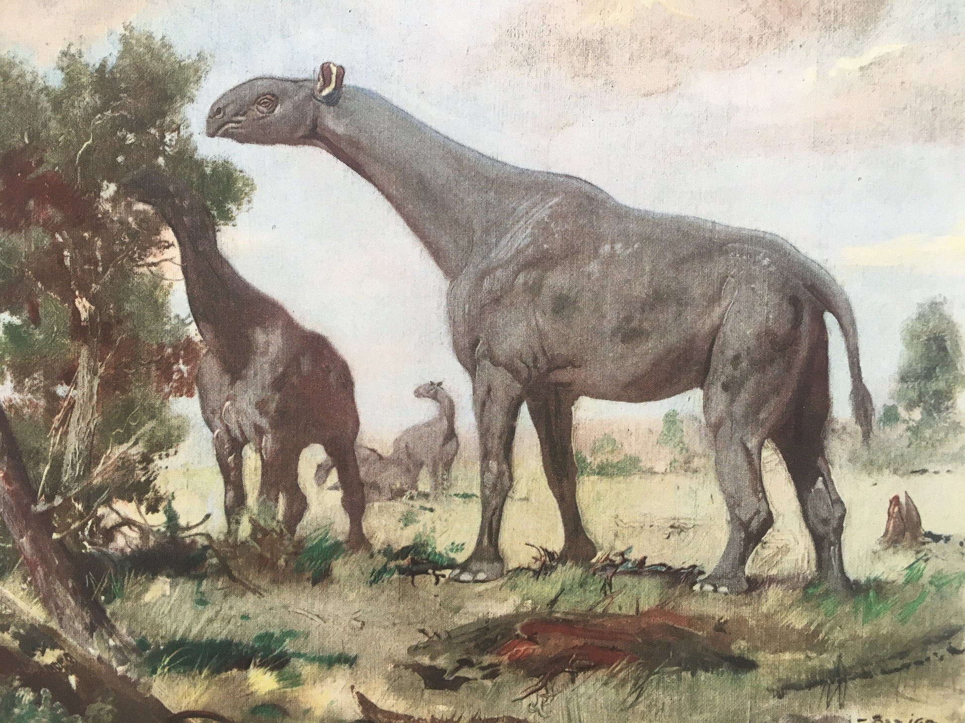 1960 INDRICOTHERIUM Print - Prehistoric Animals Print - Paleoart - Cave Man Art - Hornless Rhino - 63 Years Old - 13.5 x 9.75 Inches