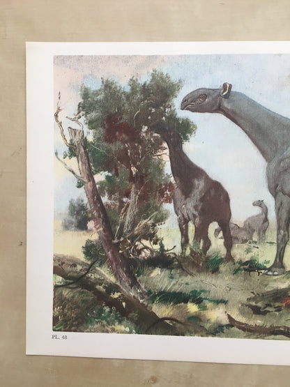 1960 INDRICOTHERIUM Print - Prehistoric Animals Print - Paleoart - Cave Man Art - Hornless Rhino - 63 Years Old - 13.5 x 9.75 Inches